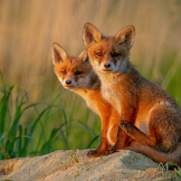 Red Fox