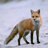Red Fox