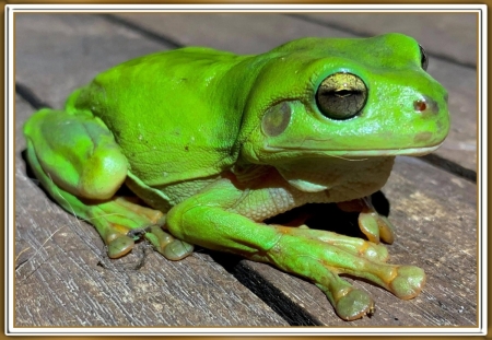 LOVELY FROG - IMAGE, LOVELY, NATURE, FROG