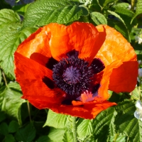 Poppy