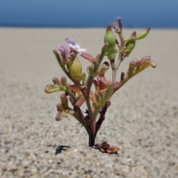 Halophytes (Along the Beach)