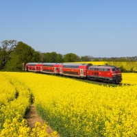 Train in Rapeseed Field