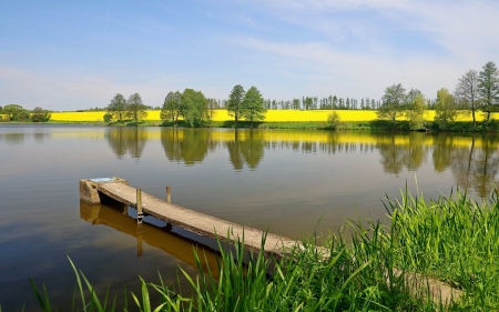 Pier in Lake - lake, rapeseeds, trees, pier