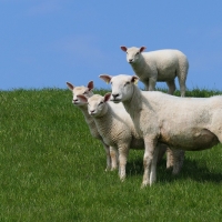 Sheep and Lambs