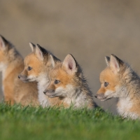 Fox cubs