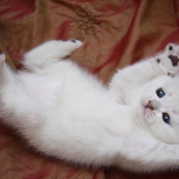 Ready for tickles
