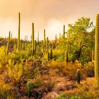 Saguaro NP, Arizona