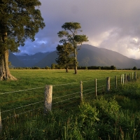 Summer Landscape