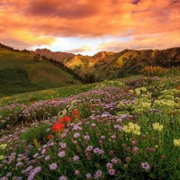 Albion Basin Golden Sunrise, Wasatch Mountains, Utah