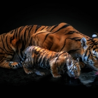 Tigers