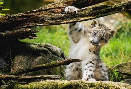 Snow Leopard - one, cub, cat, animal, nature, paw, snow leopard, cute, pisici, big cat