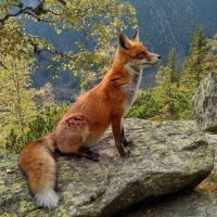 Fox