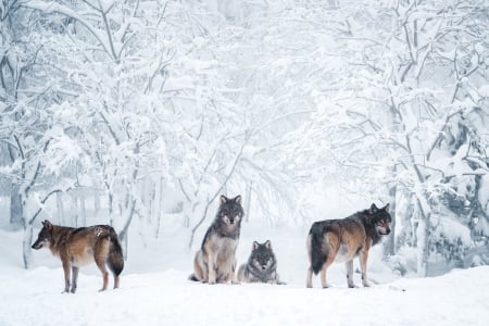 Wolves - winter, wolf, snow, pack, forest, lup, animal, white, nature, iarna