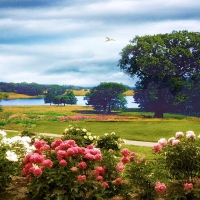 Cheshire Peonies, England