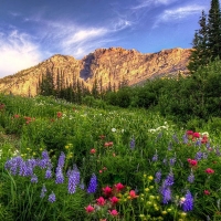 The Wild Albion Basin, Utah - with the background of Devil's Castle.