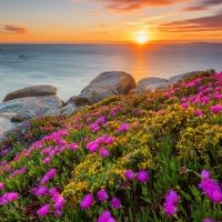 Coastal wildflowers at sunset