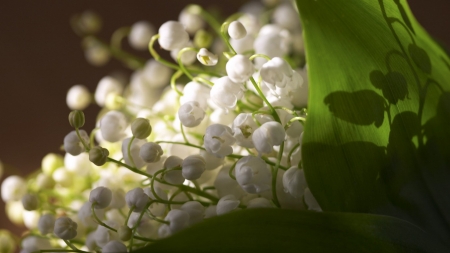 Jardim Magico - arvores, flor, natureza, paisagens