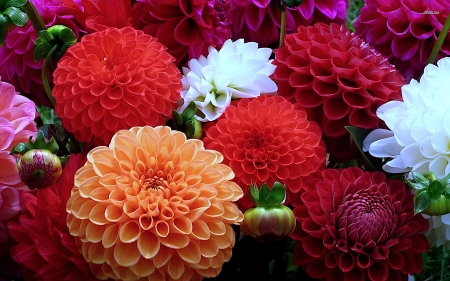 Pretty dahlias - pretty, colors, HD, dahllias, orange, flowers, white, nature, red