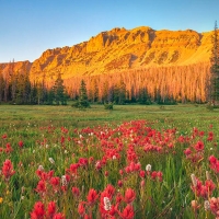 Indian Paintbrush wildflowers in the Uinta Mountains, Utah