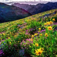 Albion Basin Wildflowers, Utah