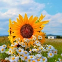 sunflowers