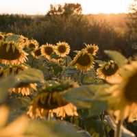 Field of Sunflowers