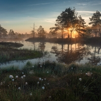 Sunrise in Swamp