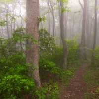 Appalachian Trail, Georgia