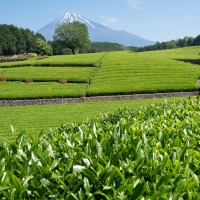 Tea Plantation in Japan