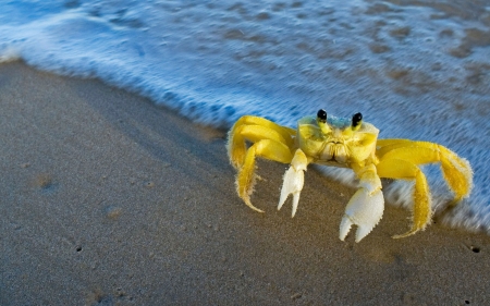 Yellow crab - one, crab, animal, nature, yellow, water, sea