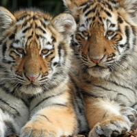 Tigers