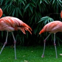 Exotic Flamingos