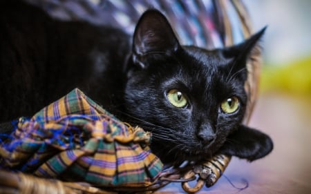 :) - black, pet, animal, pisici, face, green eyes, cat