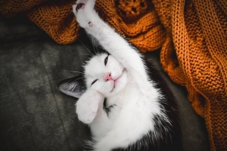 :) - animal, kitten, funny, paw, cute, cat