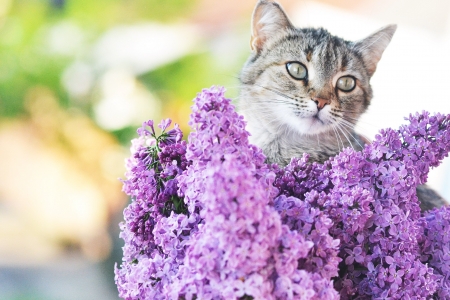 :) - cat, flower, lilac, purple, animal, pet
