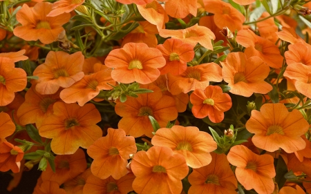 Lovely petunias - flowers, nature, photography, 4K, orange, petunias