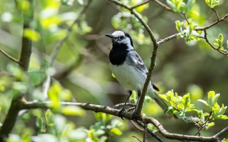 White Wagtail - wagtail, bird, branch, tree