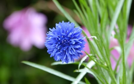 Cornflower - blue, macro, cornflower, grass, flower