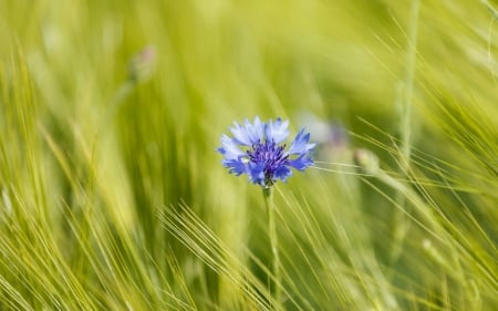 Cornflower - nature, blue, macro, cornflower, flower