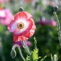 Pink Poppy