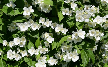 Jasmine - blossoms, jasmine, white, bush