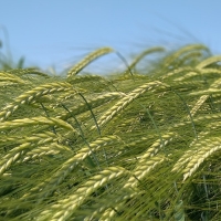 Grain Ears