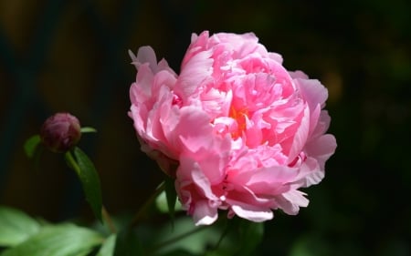 Pink Peony - peony, flower, pink, nature