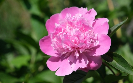 Pink Peony - peony, flower, pink, nature