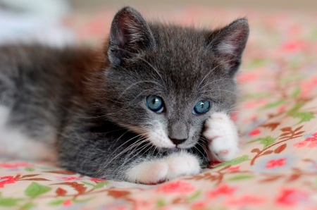 Kitten - grey, kitten, paw, cute, cat