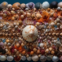 Shells