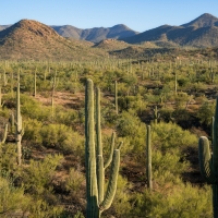 Winter wonderland at Saguaro National Park, Arizona