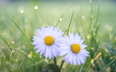 Daisies - daisies, macro, grass, dewdrops