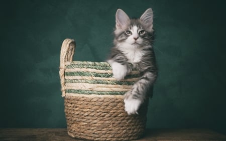 Kitten - basket, pet, animal, kitten, paw, cute, cat