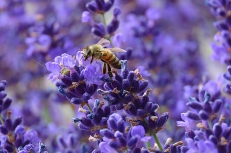 Bee on lavender - viragok, lila, rovar, levendula, meh